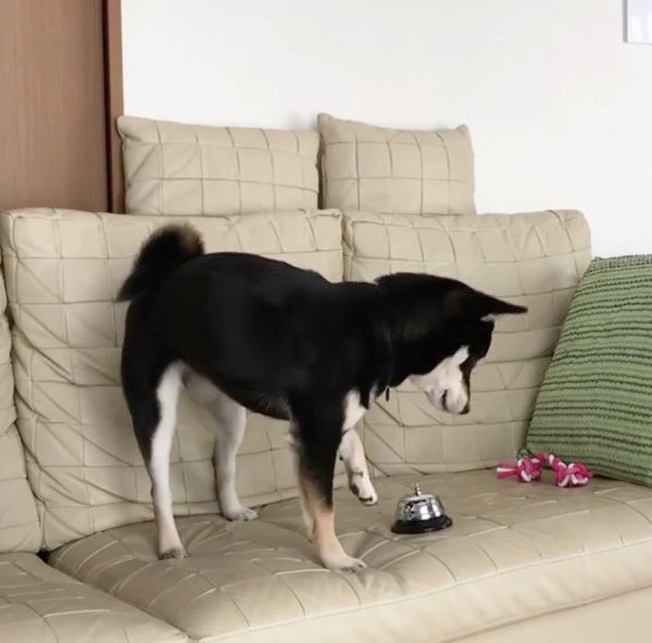 おやつが欲しい柴犬