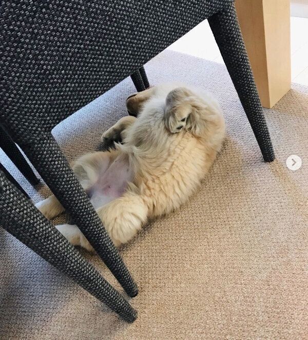 “ヘソ天”で眠るコメちゃん