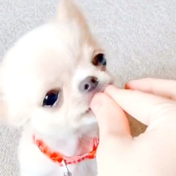 チワワのぽむちゃん