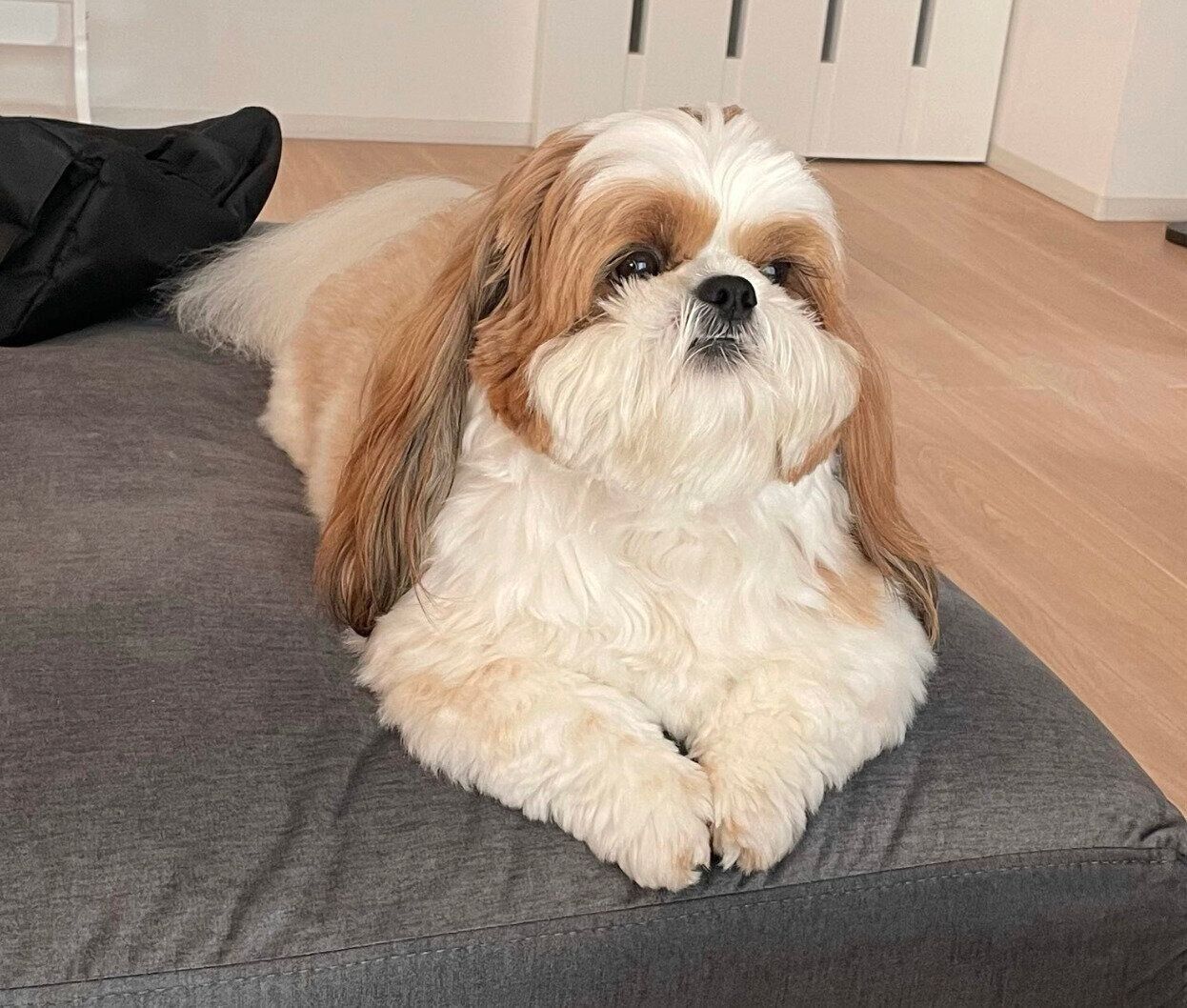 外の様子が気になるぽこくん。