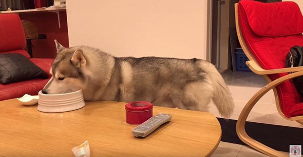 お皿を舐めるシベリアン・ハスキー