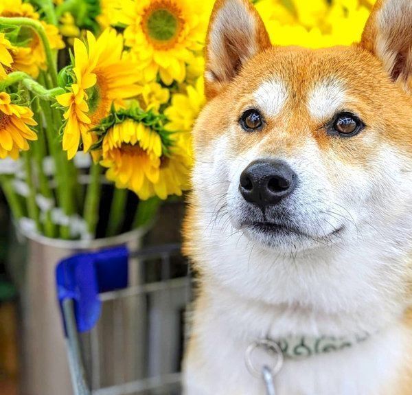 キリッとした表情の柴犬