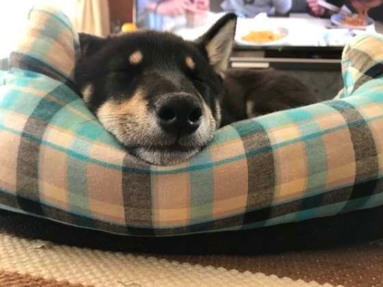 寝ている柴ちゃん