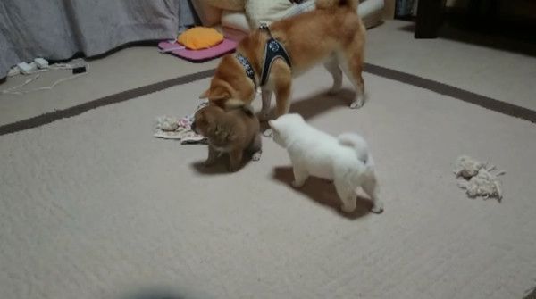 子育てをする柴犬