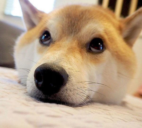 柴犬のこてつくん