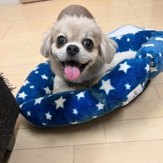 散歩後のMIXの男の子