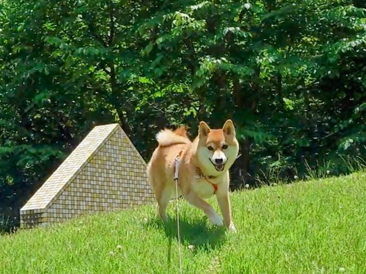 藍丸くん（6才／柴犬）