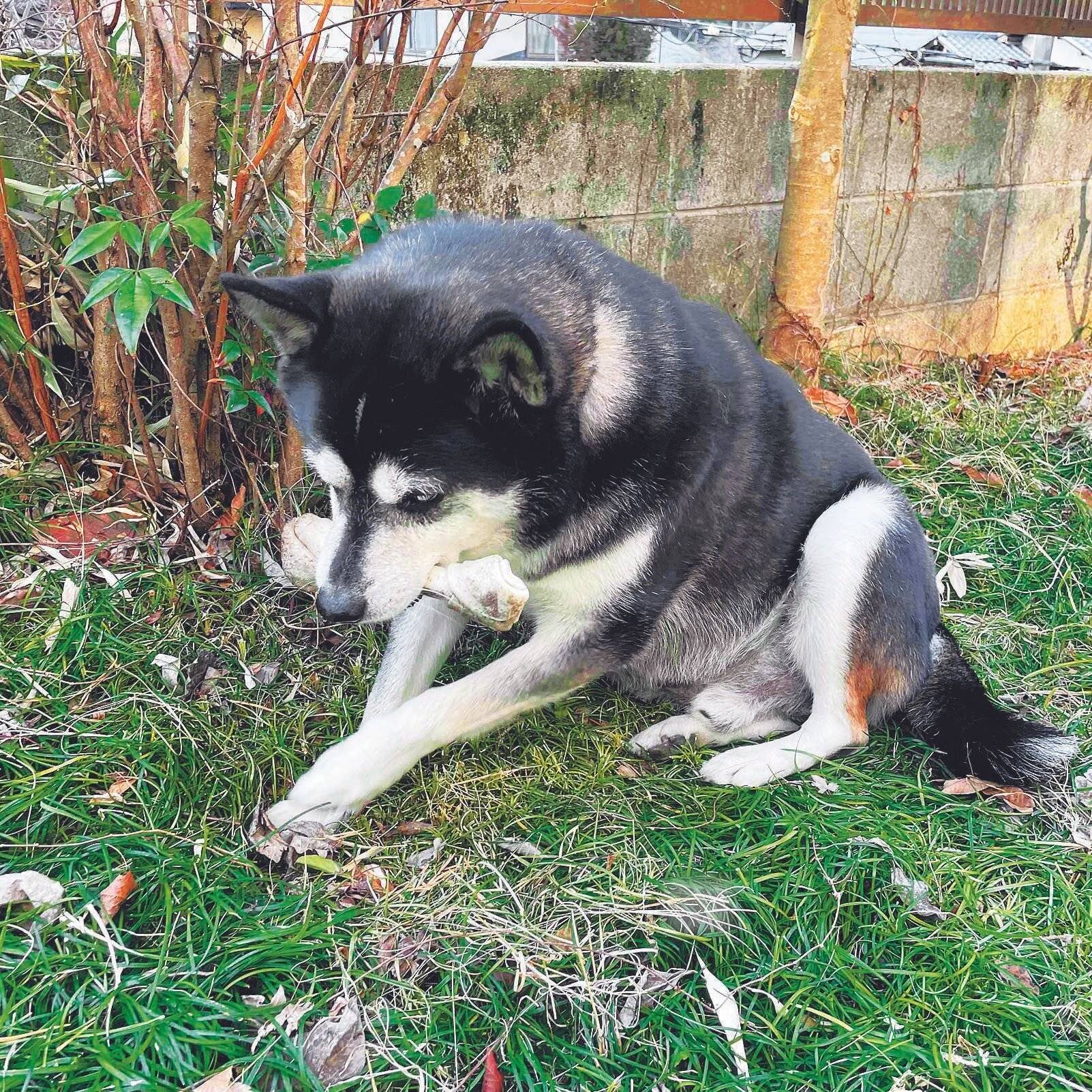 京都府 ゼンくん（オス・推定7才／24.0kg／ミックス／ビビリで食いしん坊）