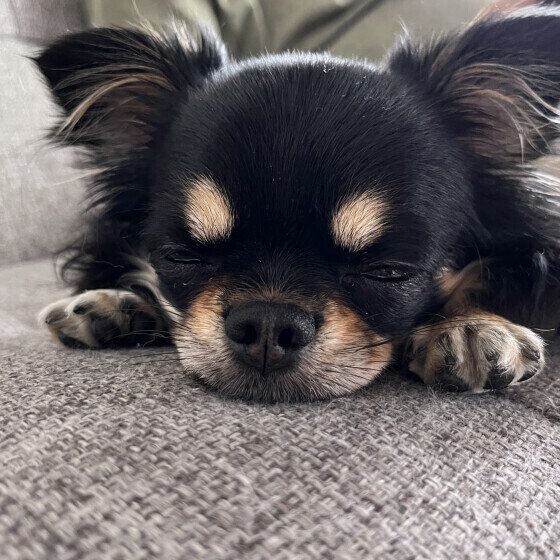 エリーちゃん（チワワ）