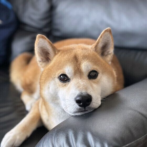 ソファでまったりする柴犬
