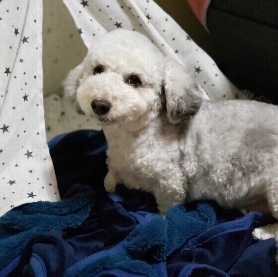 毛布をホリホリする犬