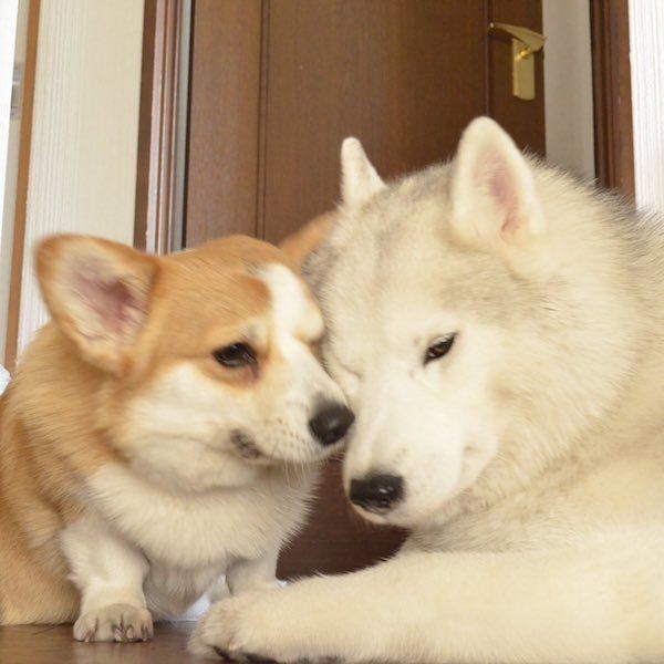 退屈そうなキャリーとムギちゃん