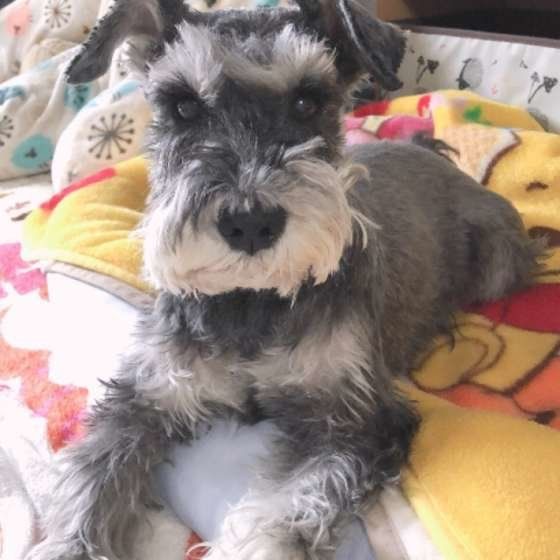 伏せをするミニチュア・シュナウザー