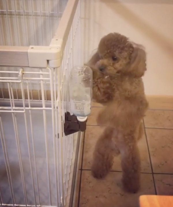 ボクシングをするトイ・プードル