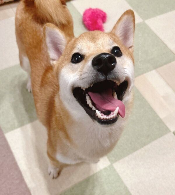 笑顔が可愛いみなとくん