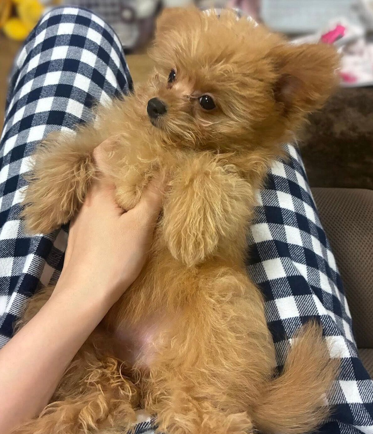 膝の上で甘えるすあまちゃん