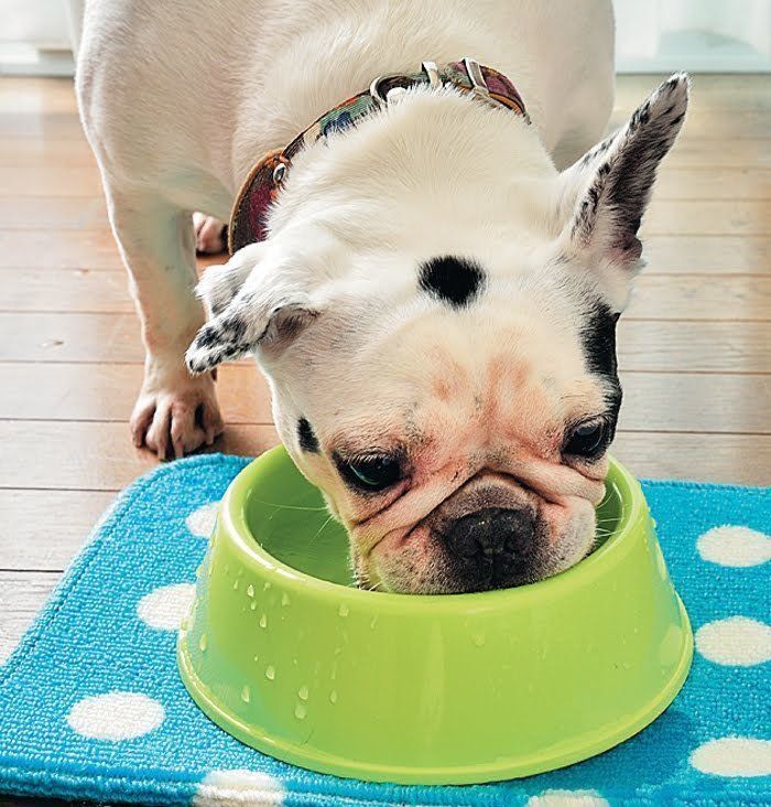 充分に水を飲ませる