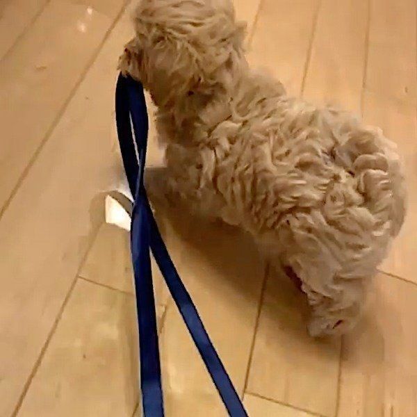 いたずら大好きなマルプー