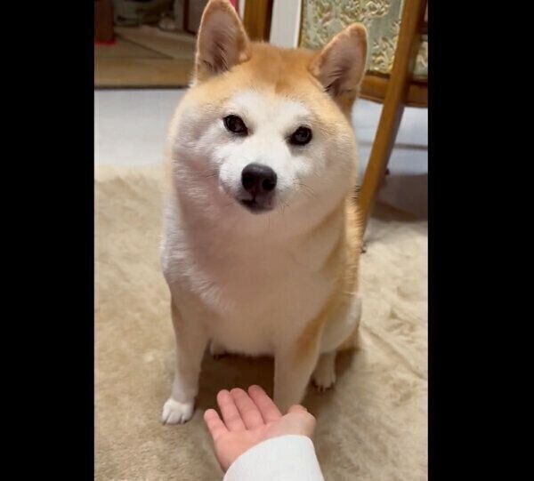 なかなかオテをしないこんちゃん