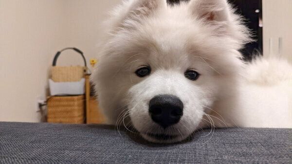 ソファにあご乗せするニコちゃん