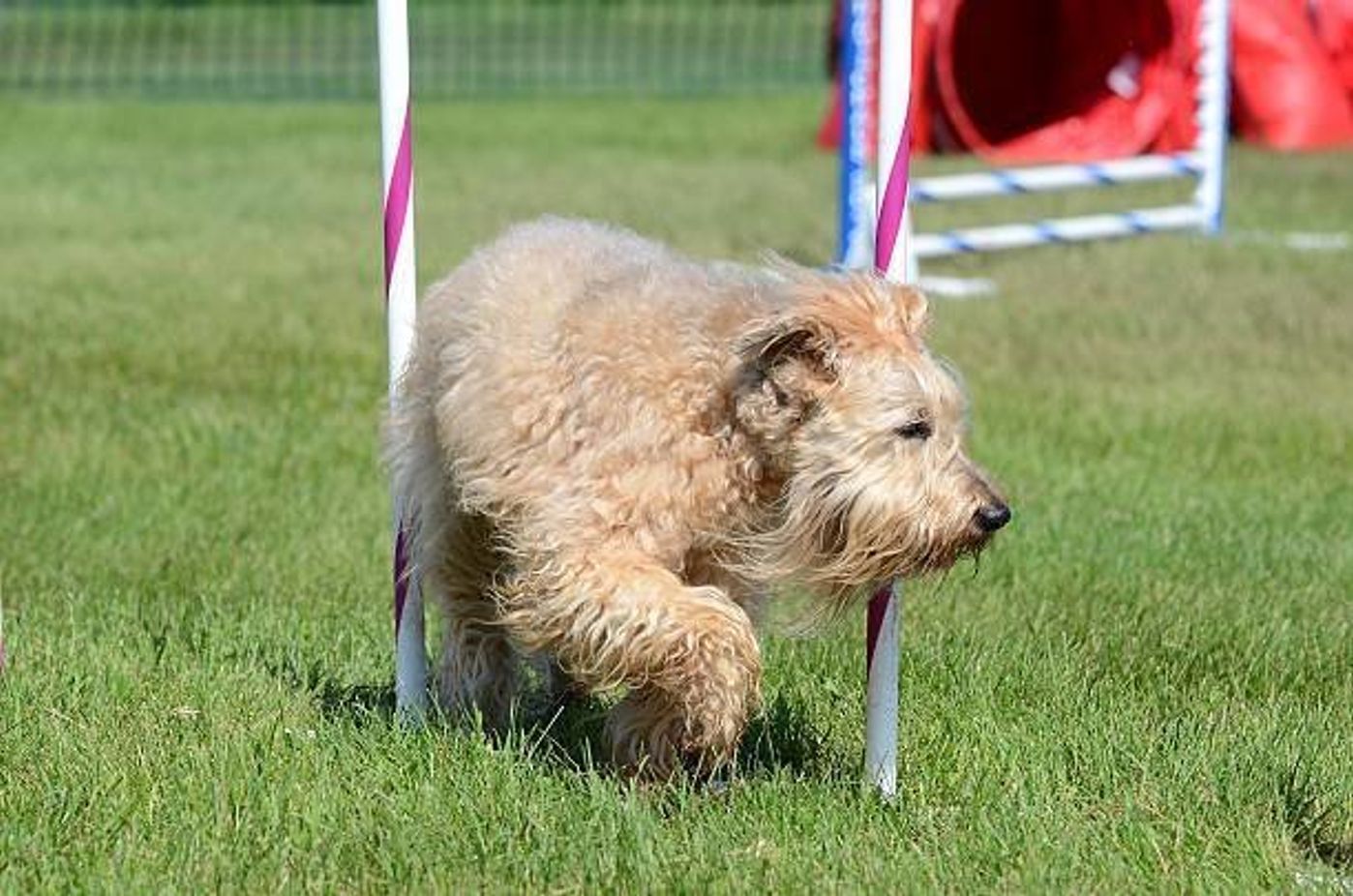 アイリッシュ ソフトコーテッド ウィートン テリアの特徴と性格 飼い方 価格相場など 犬図鑑 いぬのきもちweb Magazine アイリッシュ ソフトコーテッド ウィートン テリアの特徴と性格 飼い方 価格相場など 犬図鑑 いぬのきもちweb Magazine