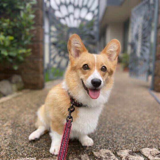 散歩中のコーギー