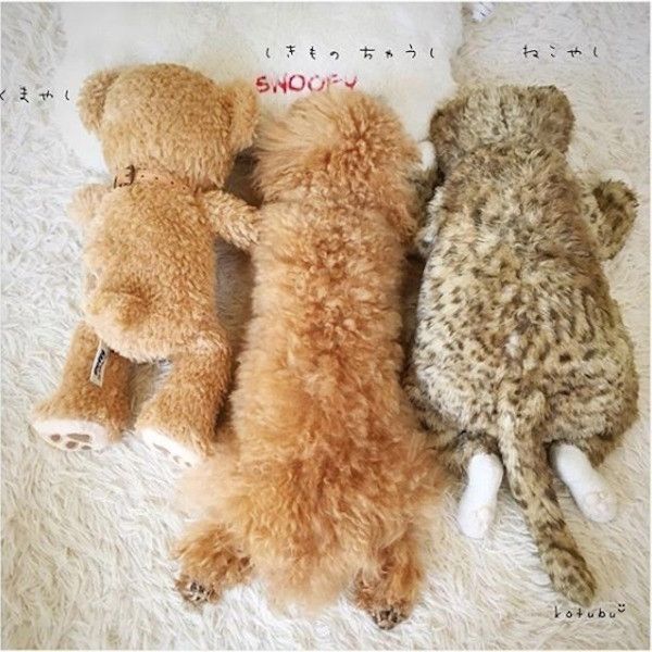 ぬいぐるみワンコ