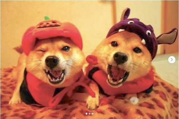 ワンコのハロウィン