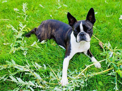 ボストンテリア ☆新入舎情報☆ 520 ボストンテリア | かねだい本町田店