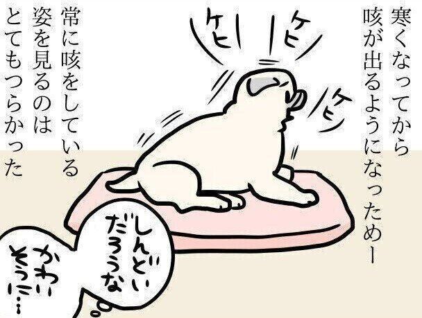 【連載】パグ犬・めー vol.141
