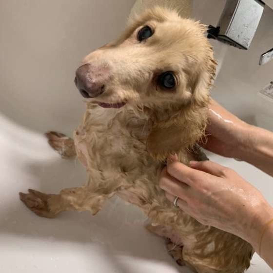 獣医師監修 犬の膿皮症 原因や治療 ホームケアについて いぬのきもちweb Magazine 獣医師監修 犬の膿皮症 原因や治療 ホームケアについて いぬのきもちweb Magazine