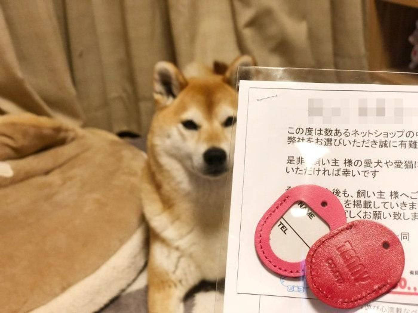 柴犬マロたん 平成最後の女子旅に出る てんやわんや準備編 いぬのきもちweb Magazine 柴犬マロたん 平成最後の女子旅に出る てんやわんや準備編 いぬのきもちweb Magazine