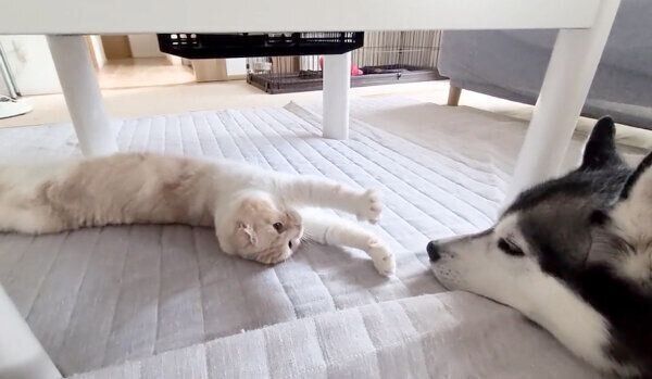 はっちゃんの鼻を触りたいじゅんちゃん