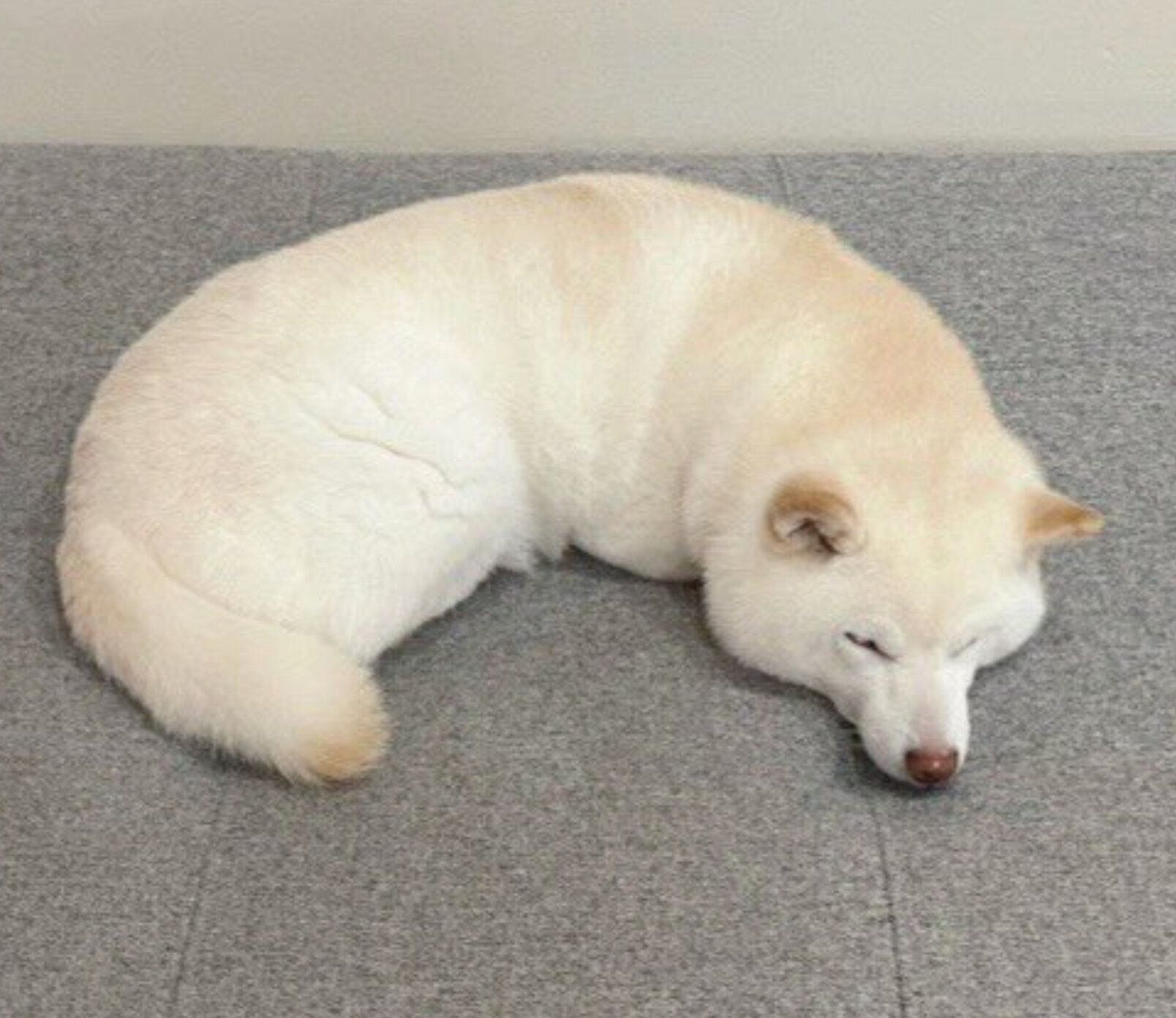 「カシューナッツ」に見えるゆきちゃん