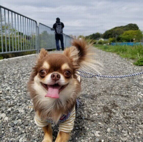 梅雨に多い犬の病気②外耳炎 いぬのきもち