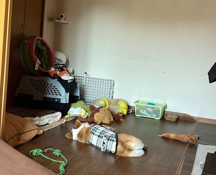 おもちゃに囲まれて眠るピノちゃん