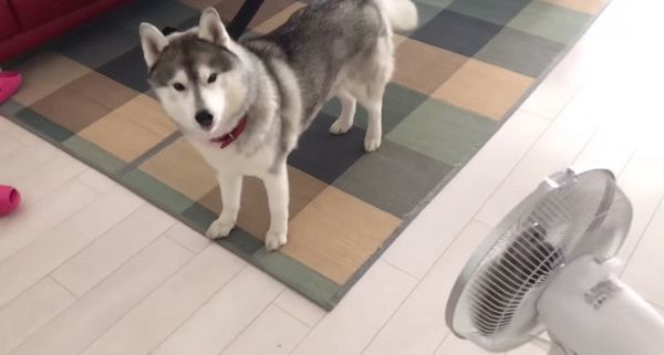 歯磨きが嫌いな犬