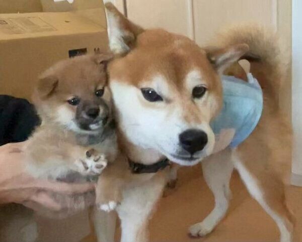 お迎え当時のサクくんと、先住犬・リクくん
