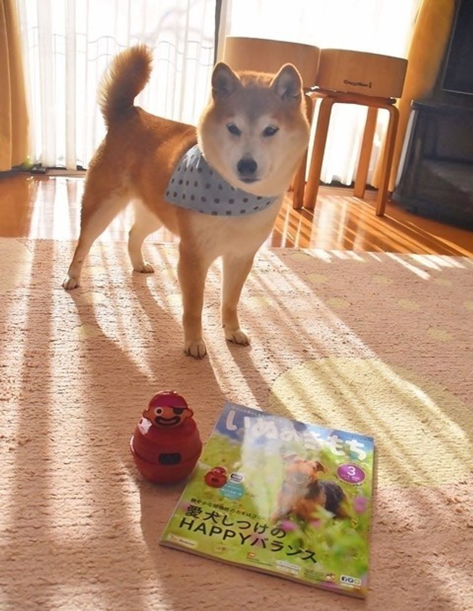 一番頭がいいのは誰でしょう 黒ひげさんで遊んでみました いぬのきもちweb Magazine 一番頭がいいのは誰でしょう 黒ひげさんで遊んでみました いぬのきもちweb Magazine