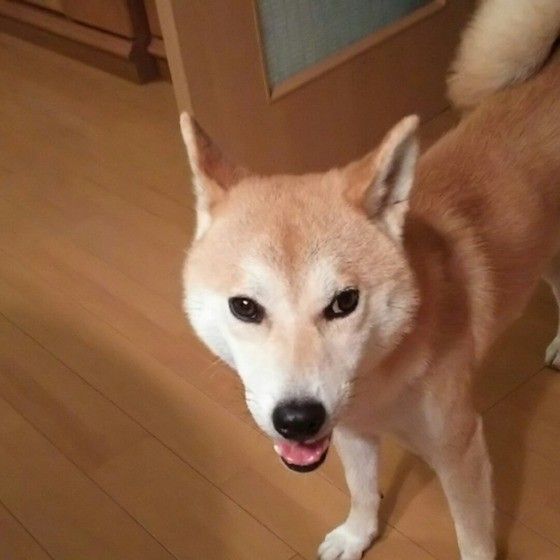 柴犬アップ