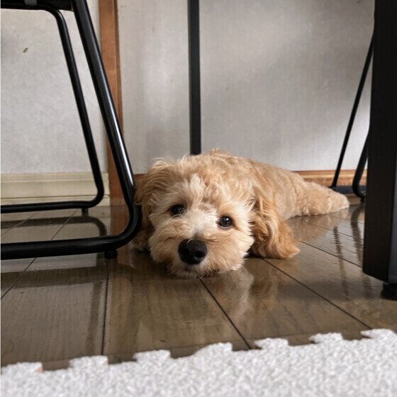 Mix小型犬のぼうろくん