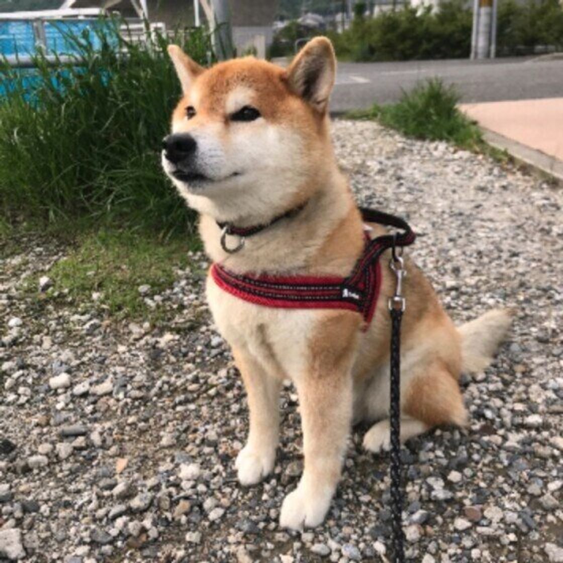 犬が散歩中に突然立ち止まる なぜ 散歩拒否 しやすい犬には4つの傾向も 獣医師解説 いぬのきもちweb Magazine 犬が散歩中に突然立ち止まる なぜ 散歩拒否 しやすい犬には4つの傾向も 獣医師解説 いぬのきもちweb Magazine