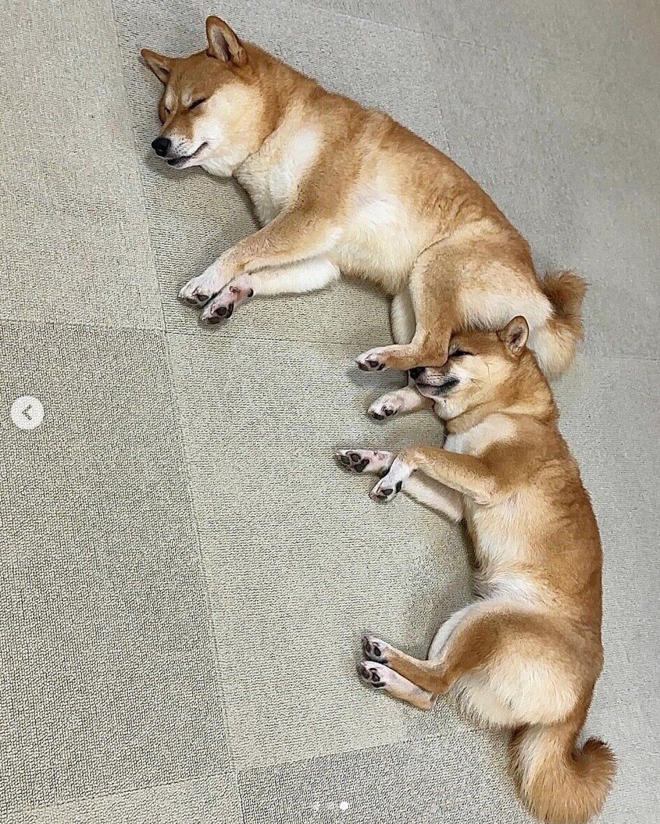 くっついて眠るはなちゃん、まるちゃん