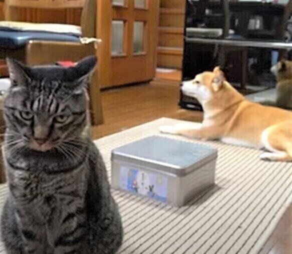 柴犬のハナちゃんと、猫のクロちゃん