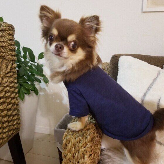 チワワのレオちゃん