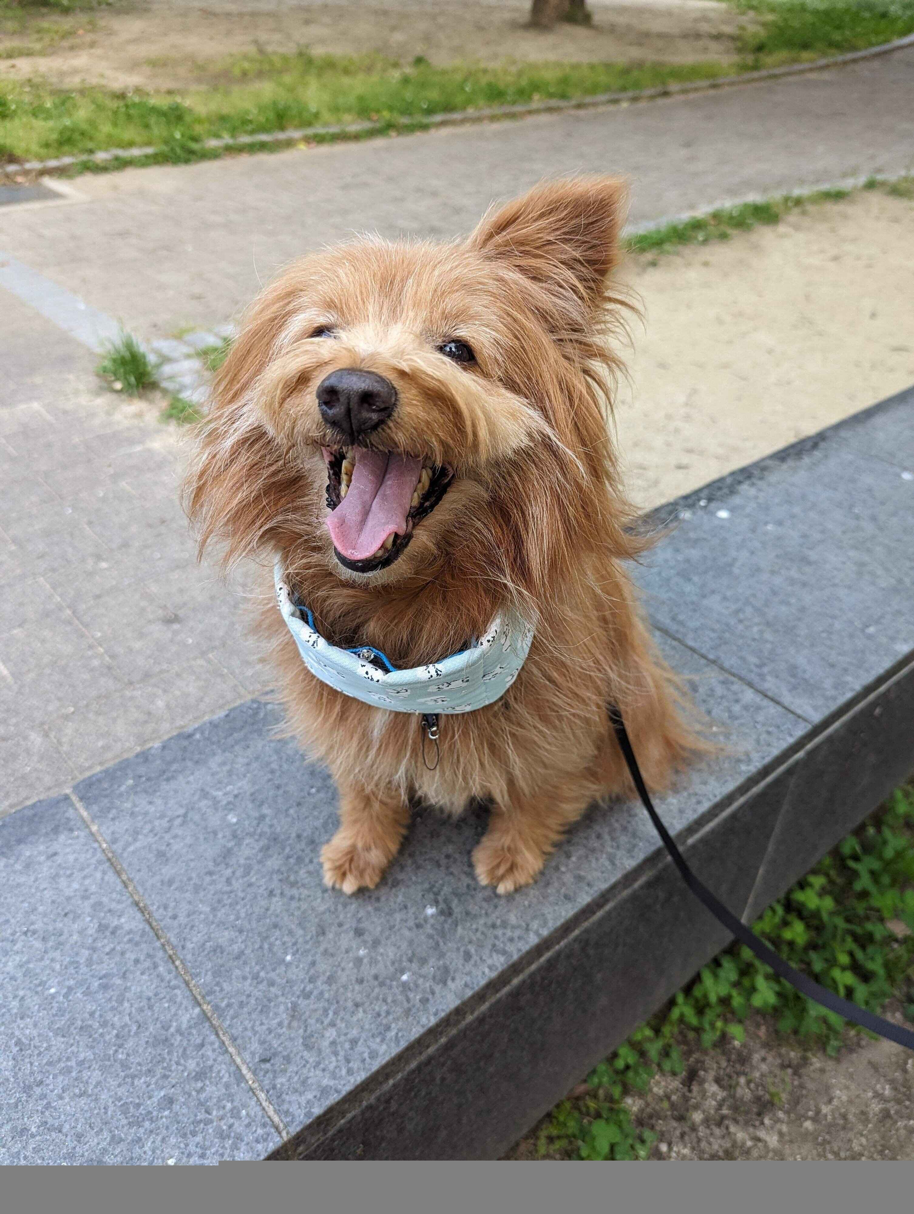 コルセットに見えるクールネックを付けている犬の写真