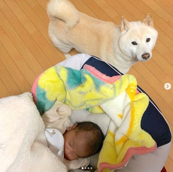 子守をするこてつくん