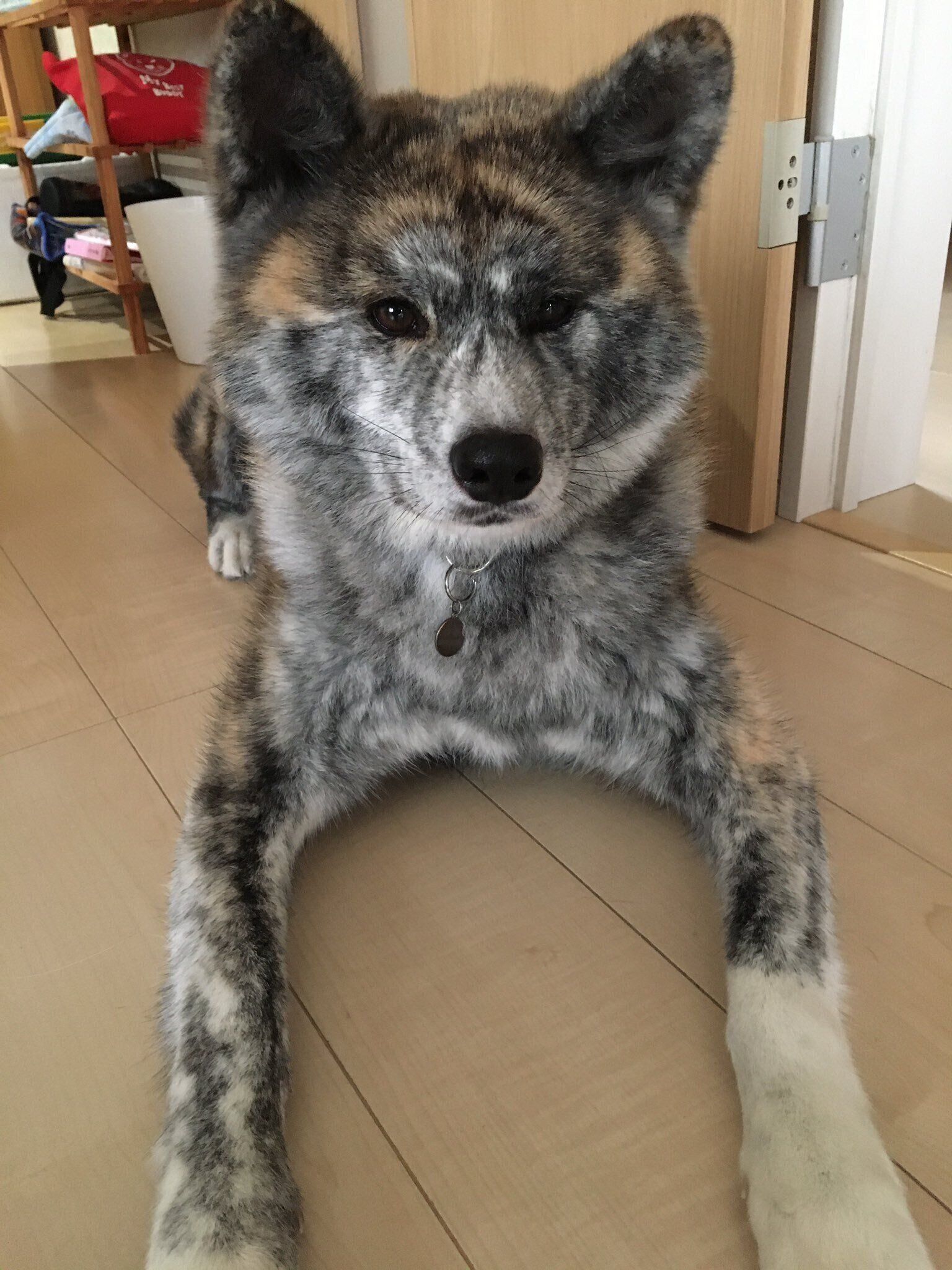 愛らしい表情で飼い主さんを見つめる愛桜ちゃん