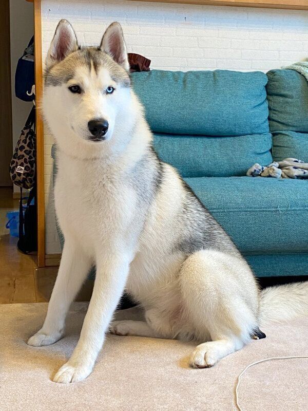 お座りをするルディくん