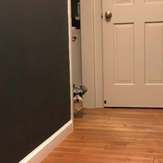 洗面所から飼い主さんを覗く犬（ミニチュア・シュナウザー）